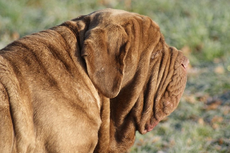 Lilou alias malou De La Sagesse Des Imposants