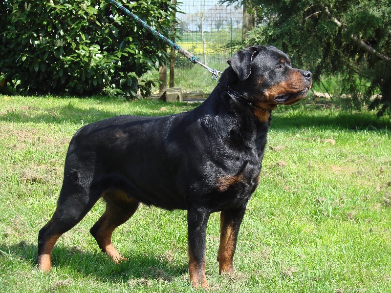 Ully 2 des airs bohémiens