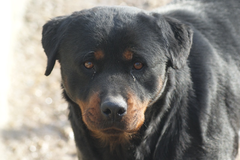 Fidji du Domaine de la Rêverie