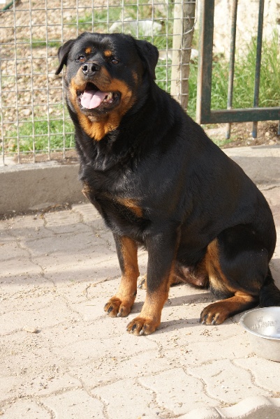 Faya du Domaine de la Rêverie