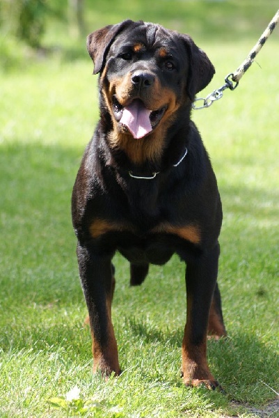 Hourine Von Der Muhle Rott