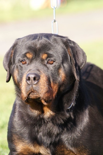 Iana Von Der Muhle Rott