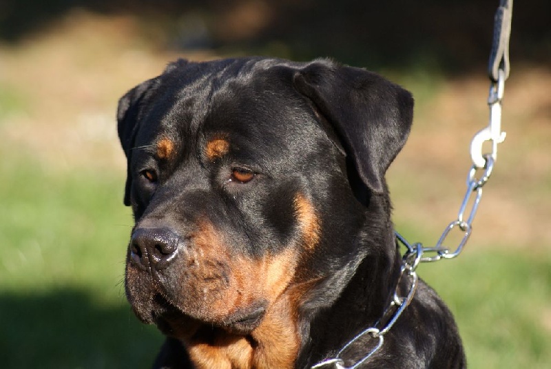 Iska du Domaine de la Rêverie